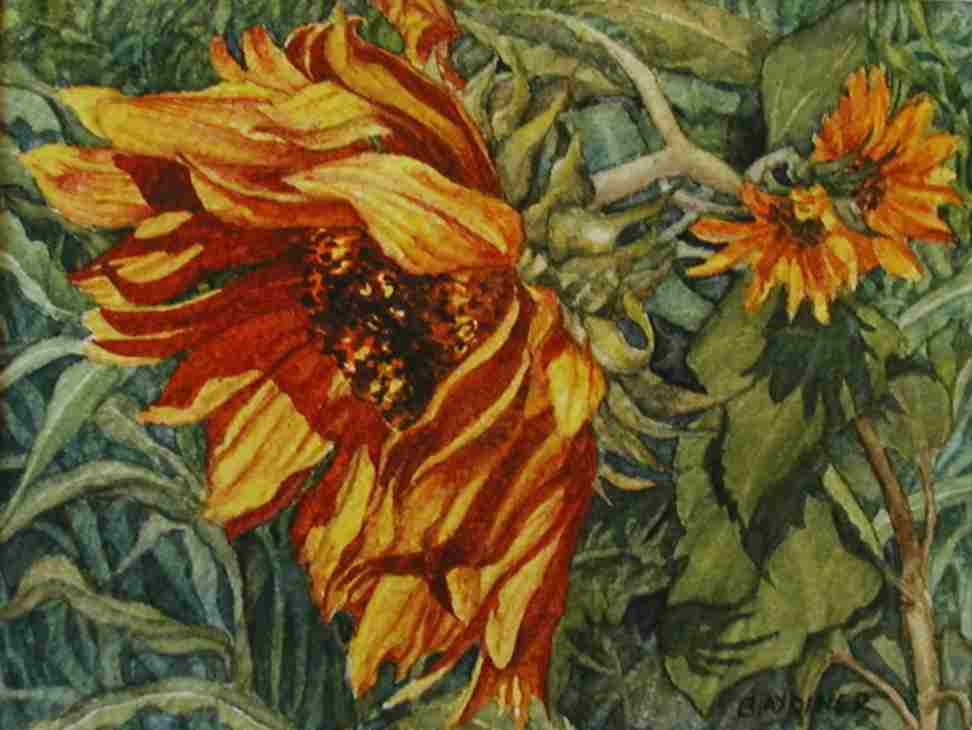 sunflowers